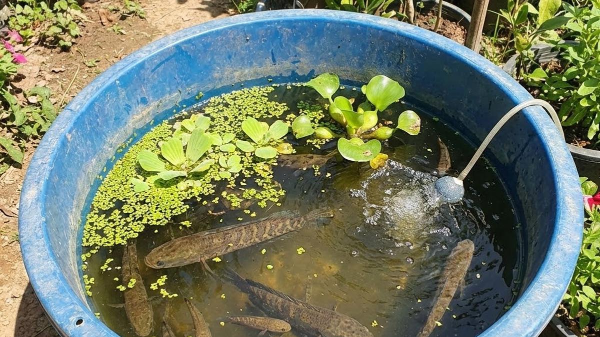Ikan Gabus Sering Mati Mendadak? Ini 7 Kesalahan Umum yang Jarang Disadari Peternak Pemula