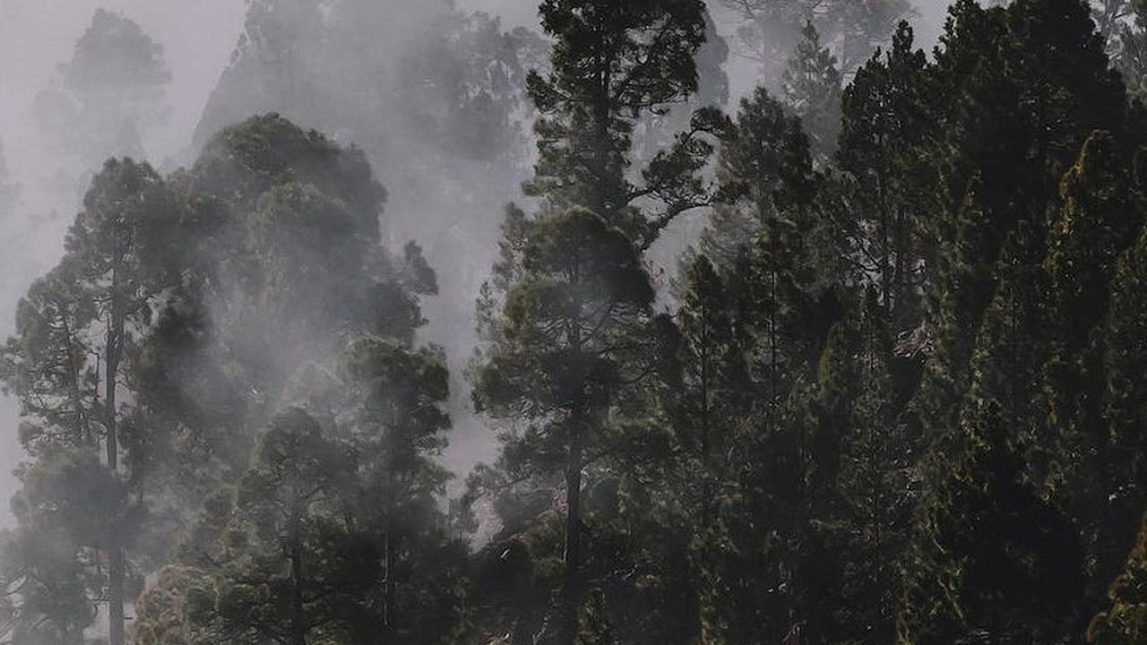 Melihat Hutan Larangan Leuweung Gede di Ciamis, Dikeramatkan Warga dan Pernah Dapat Penghargaan Kalpataru