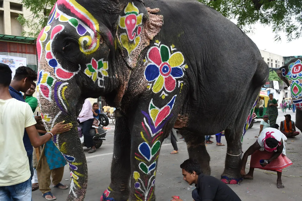 Puluhan Gajah Siap Ramaikan Festival Rath Yatra di India