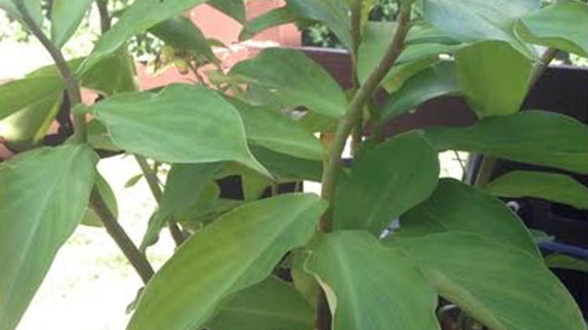 Cara Menanam Daun Insulin di Rumah dan Aturan Mengonsumsinya