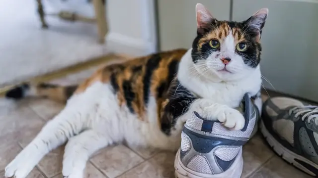 Tolong, Kucingku Selalu Menduduki Sepatu Favorit