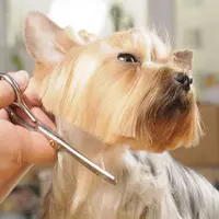 Nggak cuma manusia lho, kini hewan peiharaan seperti anjing juga bisa memiliki gaya rambut yang hits.
