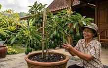 4 Cara Membuat Pohon Alpukat Pendek tapi Rimbun dan Cepat Berbuah