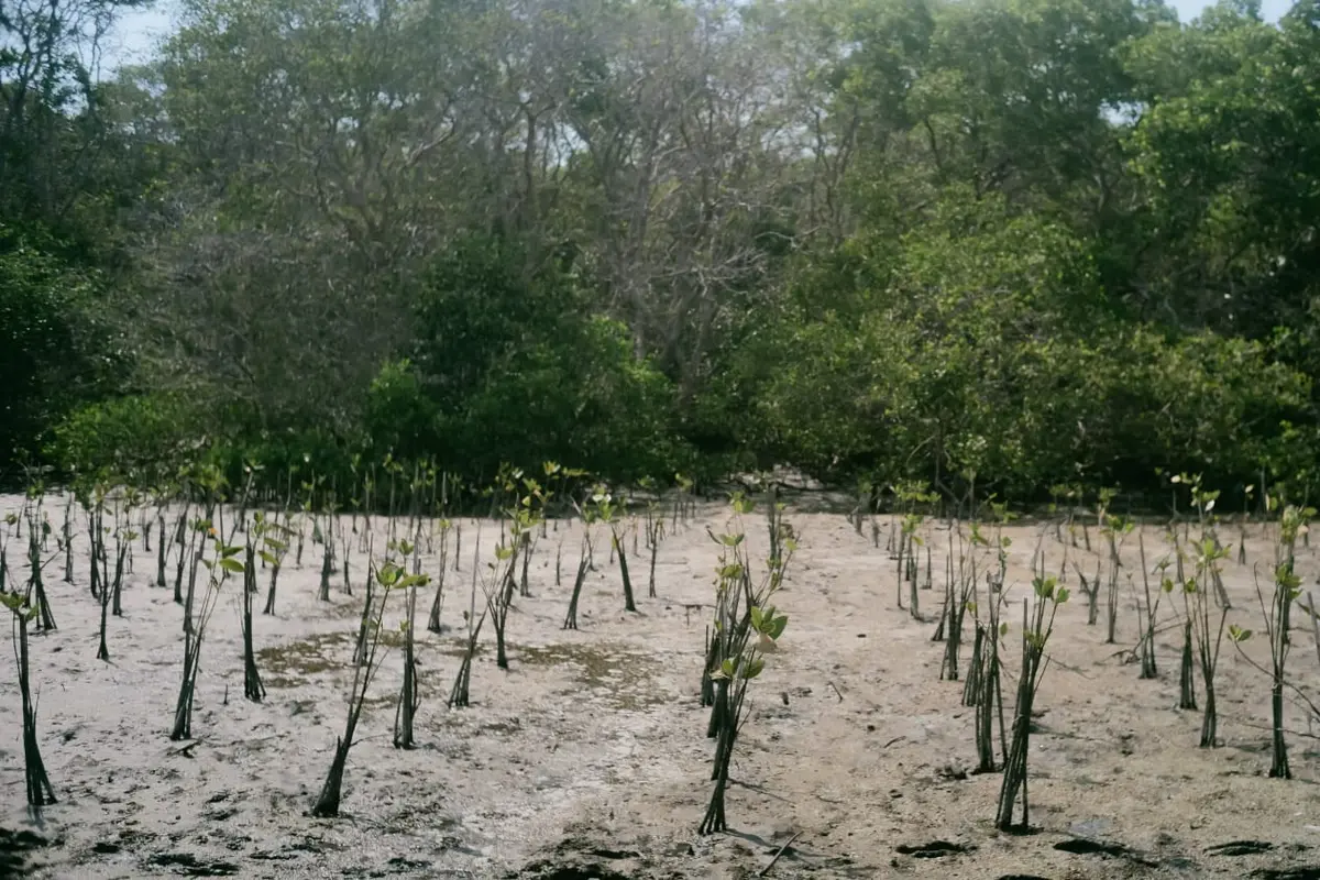Dalam upaya melestarikan lingkungan, penanaman 1.001 bibit mangrove di Teluk Benoa, Kabupaten Badung, Bali.