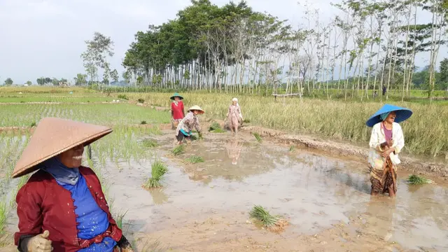 Tanggul Sudah Diperbaiki, Kementan Optimis Pekalongan Kejar Tanam Padi