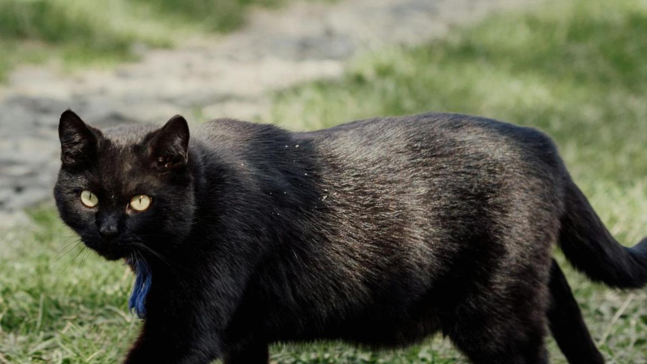 <b>Kucing Ras Bombay</b><br>