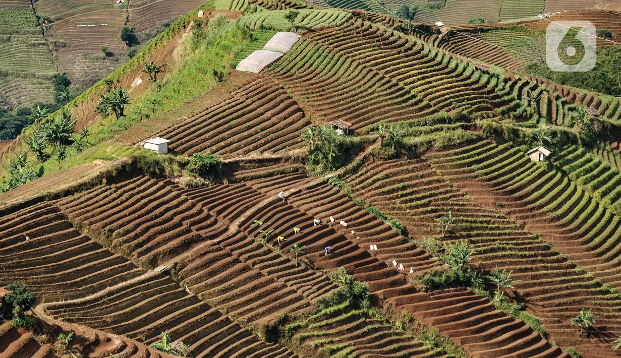 Lahan pertanian berkonsep terasering, Desa Sukasari Kidul, Kecamatan Argapura, Majalengka, Sabtu (29/1/2022). Bawang merah yang ditanam dengan konsep terasering ini dijual petani kisaran Rp 13.000 per kg dan biasa dipasok ke wilayah Jawa dan Sumatera melalui pengepul. (merdeka.com/Iqbal S Nugroho)