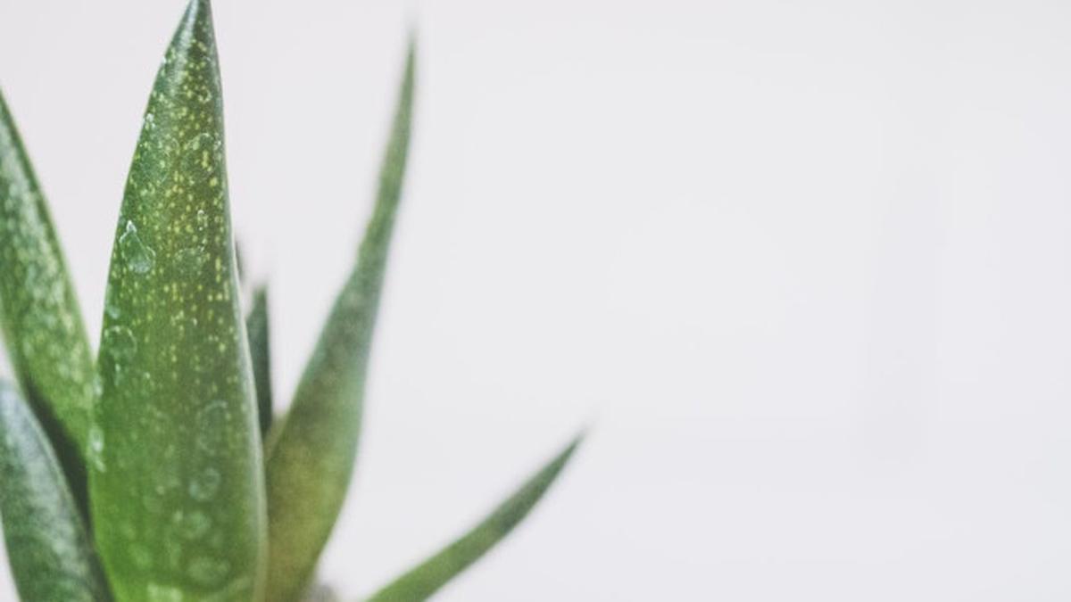 5 Manfaat Aloe Vera Gel yang Jarang Diketahui Tak Hanya untuk Kesehatan Wajah