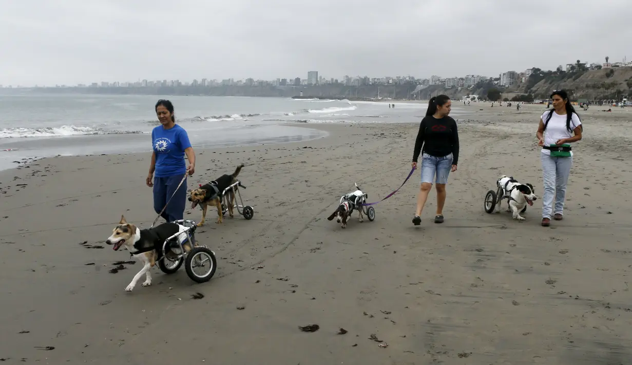 Sara Moran berjalan bersama sejumlah anjing yang lumpuh di kursi roda di Pescadores pantai  Chorrillos, Lima, (7/9/2015). Sara Moran memiliki tempat penampungan untuk anjing liar dan terluka akibat kecelakaan di Milagros Perrunos. ( REUTERS/Mariana Bazo)