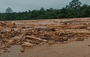video viral kayu glondongan saat Banjir Bandang di Sungai Batang Toru. (istimewa)