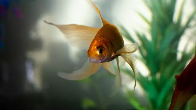 Mimpi Menangkap Ikan Mas yang Bermakna Baik