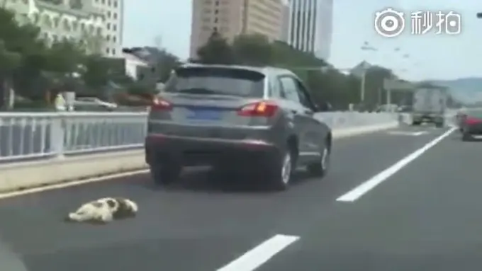 Sadis, Pengendara Mobil Ini Seret Seekor Anjing Hingga Mati
