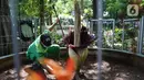 Pekerja membersihkan area dekat Bunga Bangkai (Amorphophallus Titanum) di kawasan Arboretum di Kementerian Lingkungan Hidup dan Kehutanan, Jakarta, Jumat (10/12/2021). Keberadaan bunga bangkai juga dilindungi dengan Peraturan Pemerintah Nomor 7 tahun 1999. (Liputan6.com/Herman Zakharia)