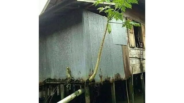6 Potret Tanaman Tumbuh di Tempat Tak Biasa Ini Nyeleneh Banget
