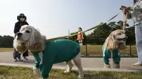 Anjing mengenakan kostum yang terinspirasi dari serial Netflix "Squid Game" berjalan dekat boneka 'Younghee' di Olympic park, Seoul, Selasa (26/10/2021). Boneka setinggi empat meter yang menjadi maskot serial Netflix itu, akan dipamerkan di taman tersebut selama tiga bulan. (AP Photo/Lee Jin-man)