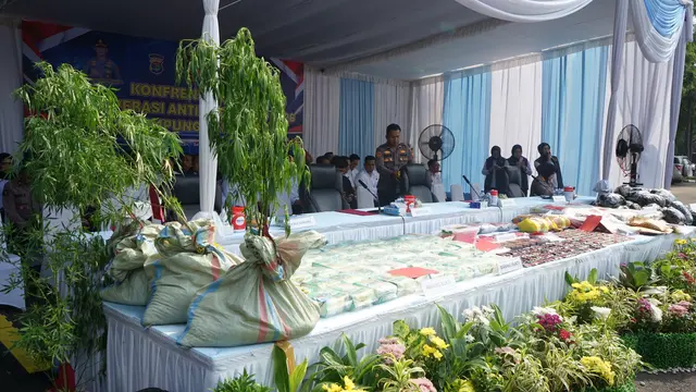 Barang bukti tanaman ganja yang ditemukan tengah semak belukar kawasan Gunung Seminung, Kecamatan Sukau, Kabupaten Lampung Barat.