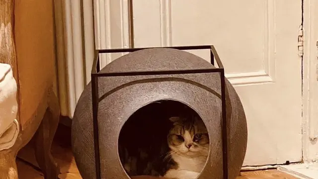 Meredith Grey, Kucing Taylor Swift