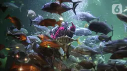 Pengunjung menyaksikan Sinterklas berenang bersama ikan di Sharkquarium arena Sea World Ancol, Jakarta, Rabu  (25/12/2019). Sea World Ancol menampilkan atraksi penyelam Scuba Santa pada perayaan Natal 2019. (Liputan6.com/Faizal Fanani)