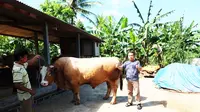 Sapi jenis limosin dengan bobot 1,3 ton di Gunungkidul, Yogyakarta. (Liputan6.com/Yanuar H)