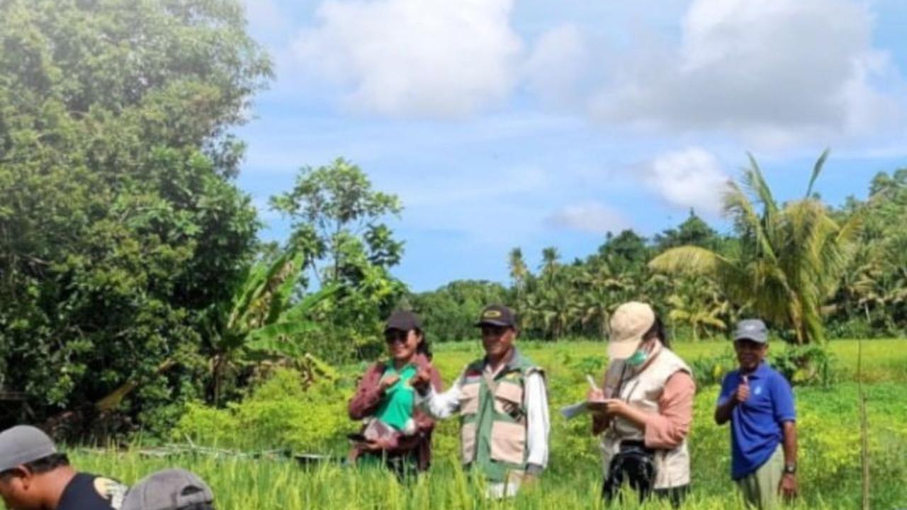 BBRMP Maluku dan Petani Bersinergi Kawal Mutu Benih Padi di SBB
