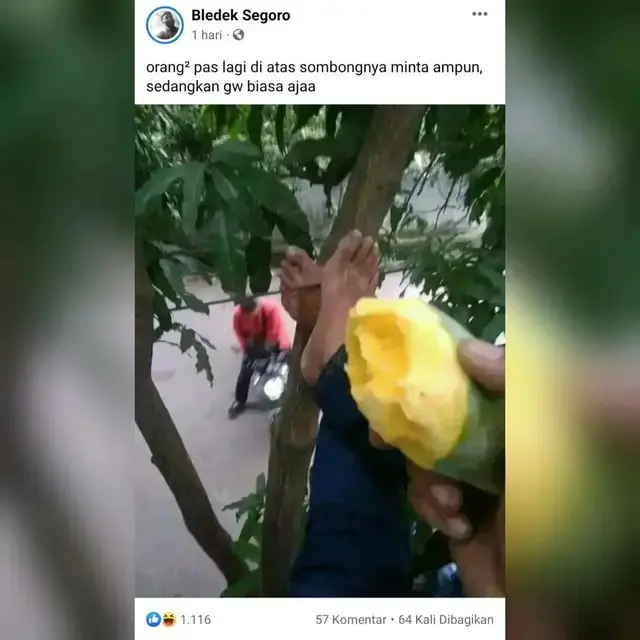 8 Potret Nyeleneh Orang di Atas Pohon, Ada yang Nyanyi Hingga Pacaran