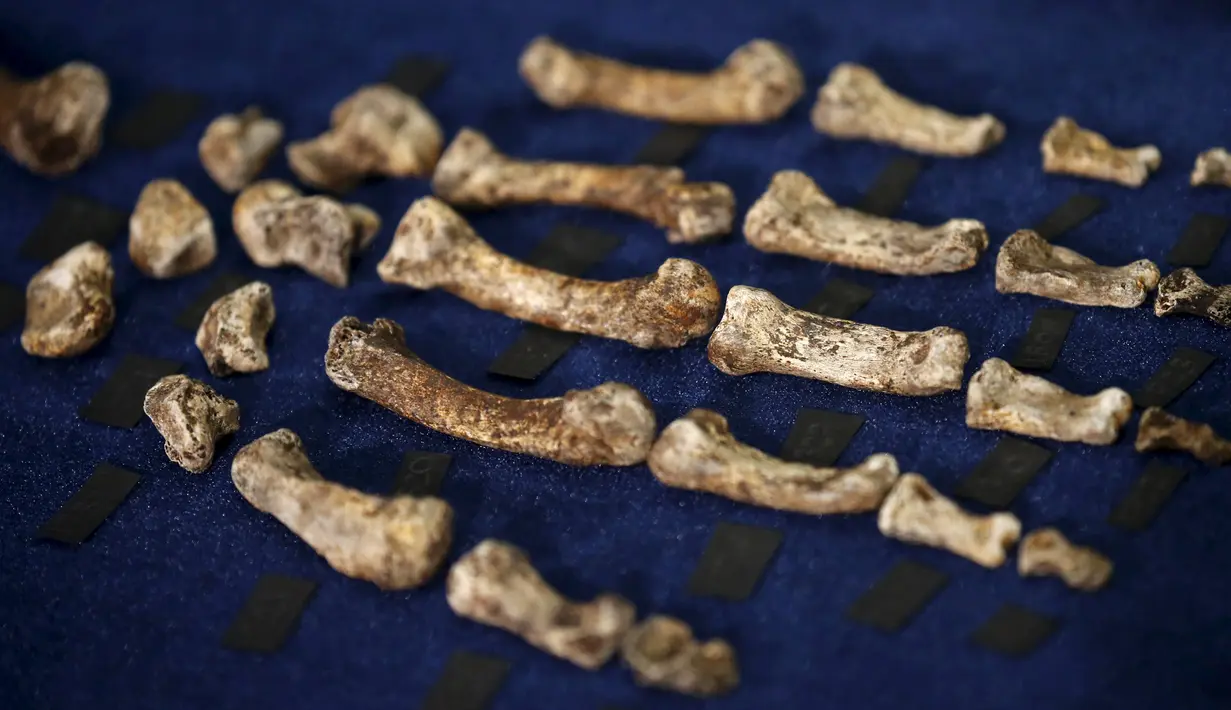 Fosil dari Homo Naledi, nenek moyang manusia dipajang di Maropeng, 10 September 2015. Para ilmuwan menemukan ratusan potongan dari 15 kerangka di satu gua di dekat Johannesburg. (REUTERS/Siphiwe Sibeko)