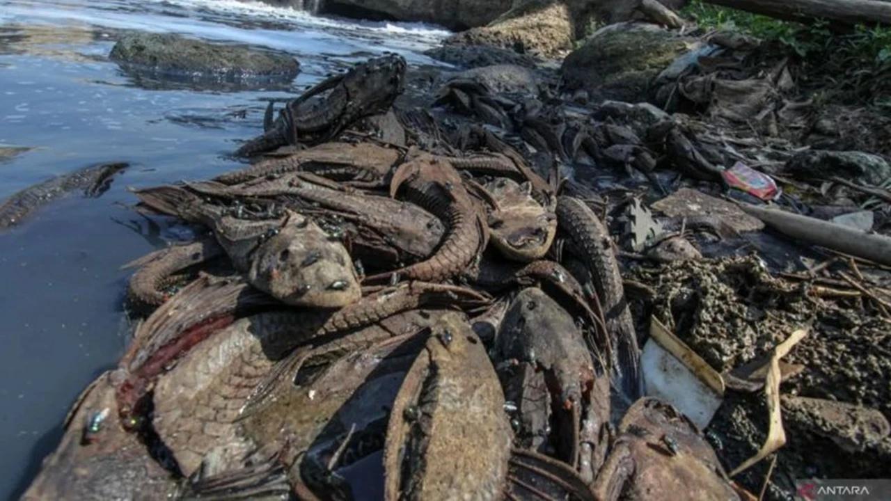 Warga Penangkap Ikan Sapu-Sapu di Kali Pasar Baru: Perkilo Dijual Rp15.000 ke Penampung