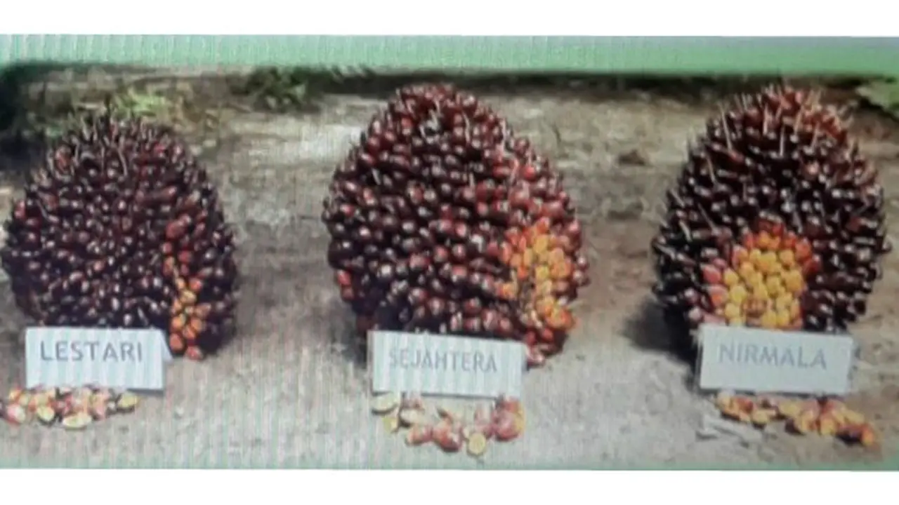 Kelapa Sawit