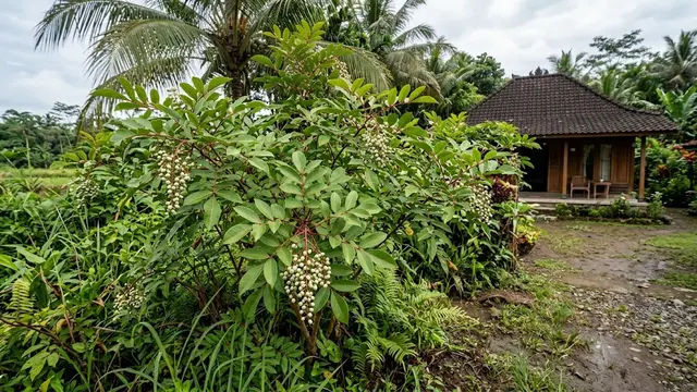 Ilustrasi Tanaman Sumac/AI Generated