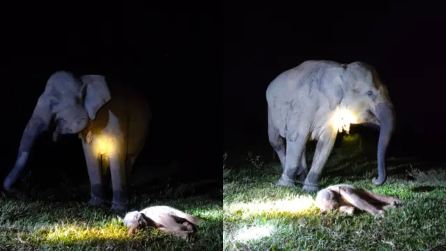 Bayi gajah Sumatera (Elephas maximus sumatranus) lahir di pusat konservasi gajah Taman Nasional Way Kambas (TNWK).