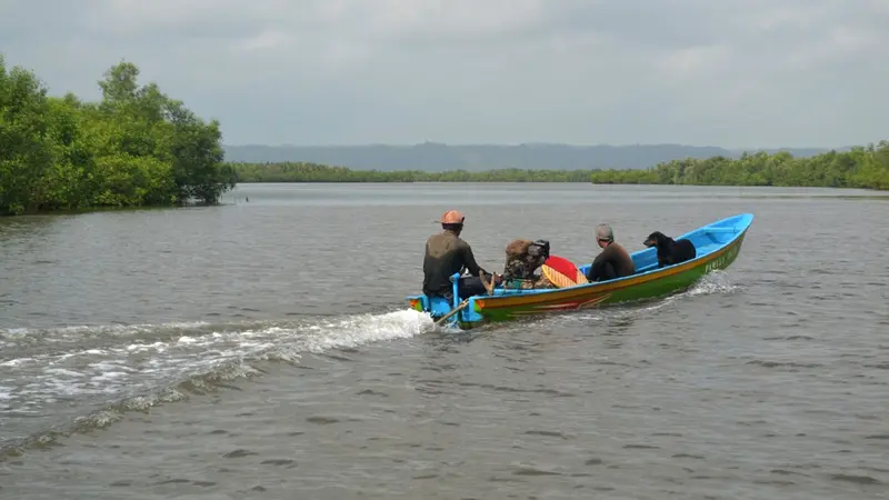 Laguna Segara Anakan, Cilacap, Jawa tengah . (Foto: Liputan6.com/Muhamad Ridlo)