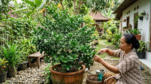 4 Cara Memperbanyak Daun Jeruk Purut agar Rimbun dan Subur
