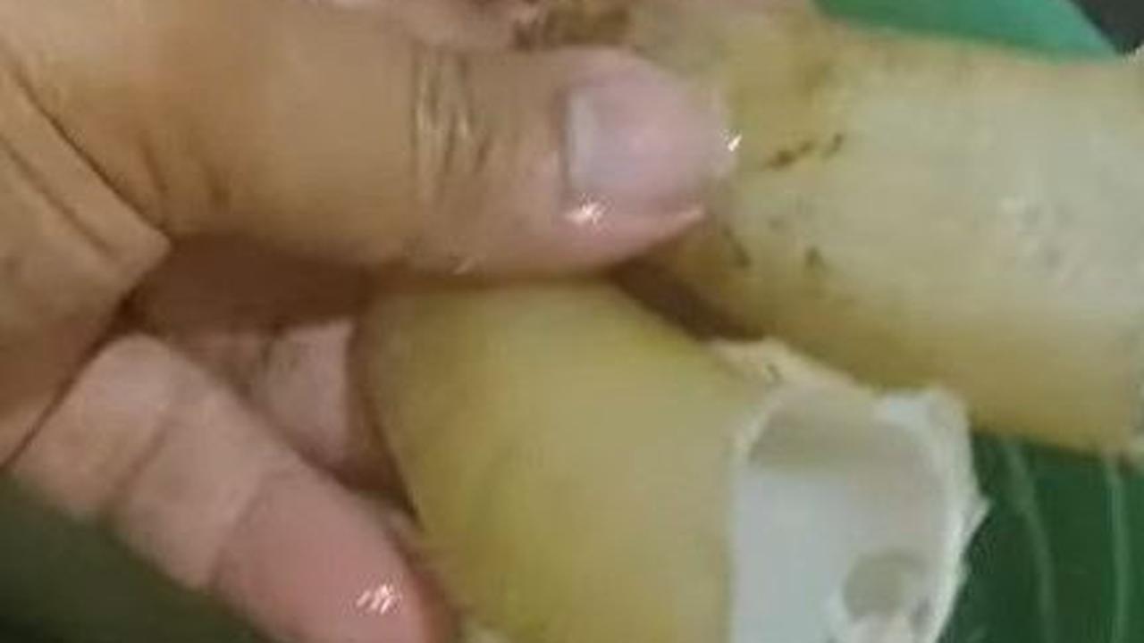 Cabut Tanduk Kambing