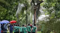 Dinomori, Pohon di Jakarta Pusat Bakal Kayak di Kebun Raya Bogor
