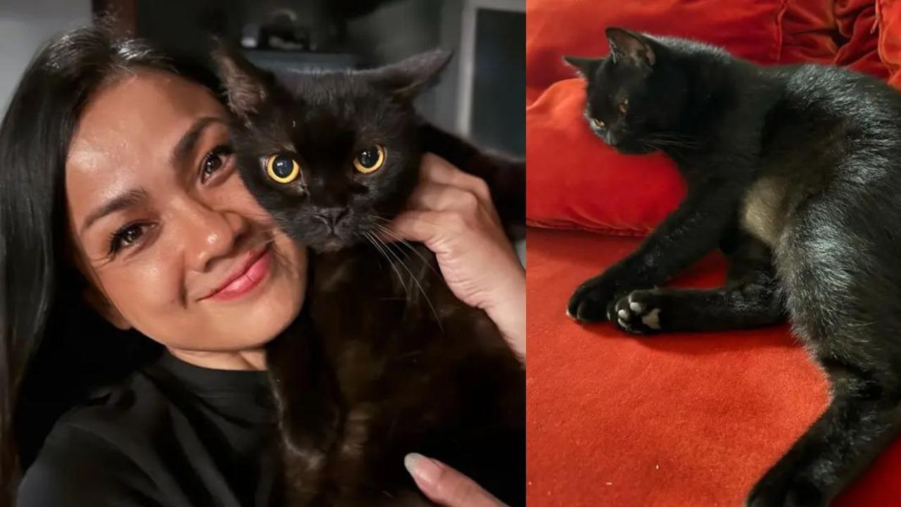 Foto-Foto Kucing Peliharaan Nirina Zubir, Menggemaskan Banyak yang Diselamatkan dari Jalanan