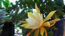 Pohon Bunga Wijayakusuma sangat populer di Indonesia. Konon, bunga ini membawa keberuntungan bagi penanamnya. (Wikimedia)