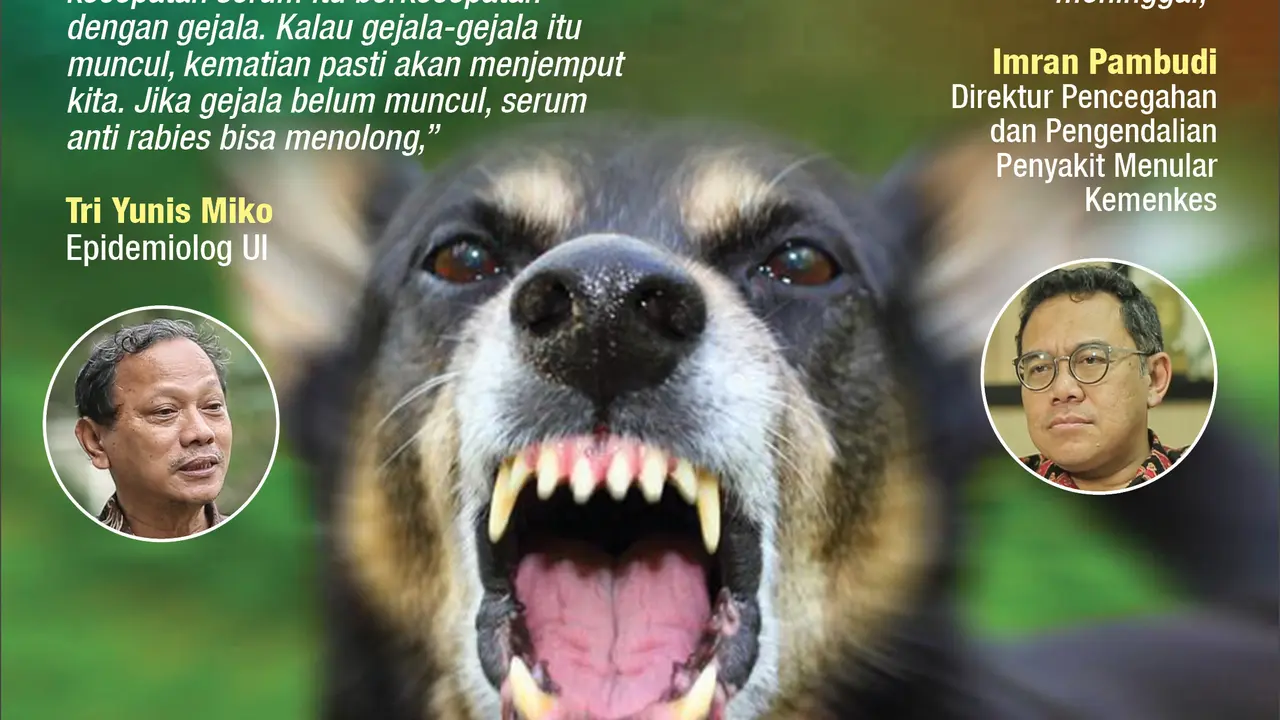 infografis rabies