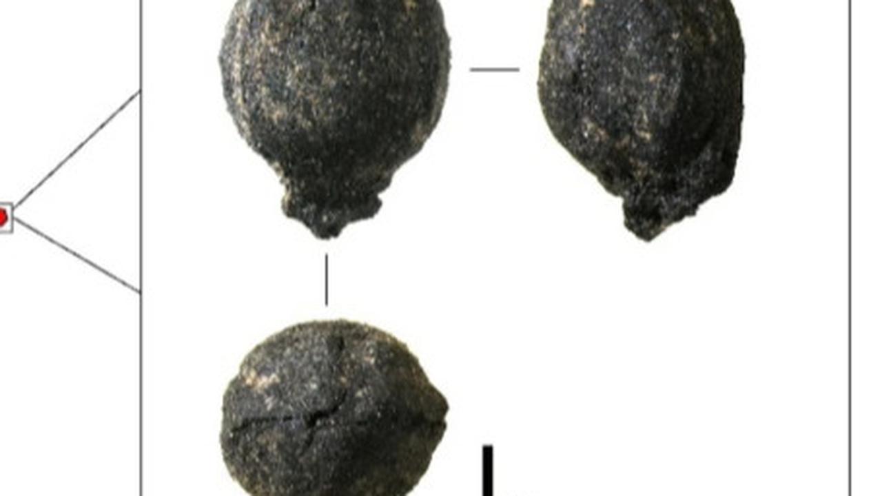 Fosil sepasang daun kerucut Ephedra