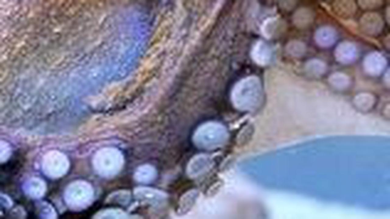 6. Gurita