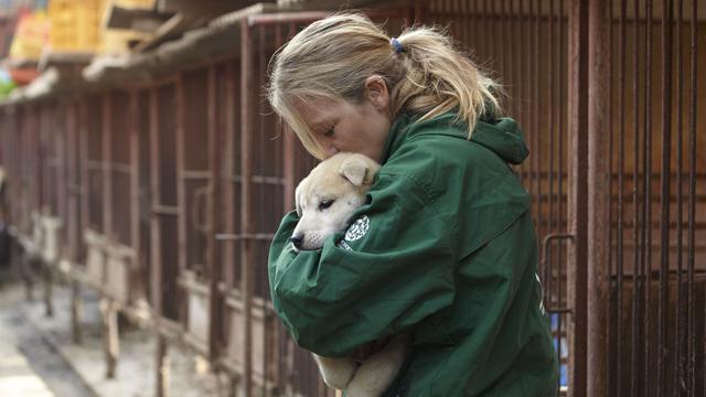 Seorang penggiat hak-hak hewan berhasil menyelamatkan anjing dari rumah jagal di Korea Selatan (AP/Manchui Kim)