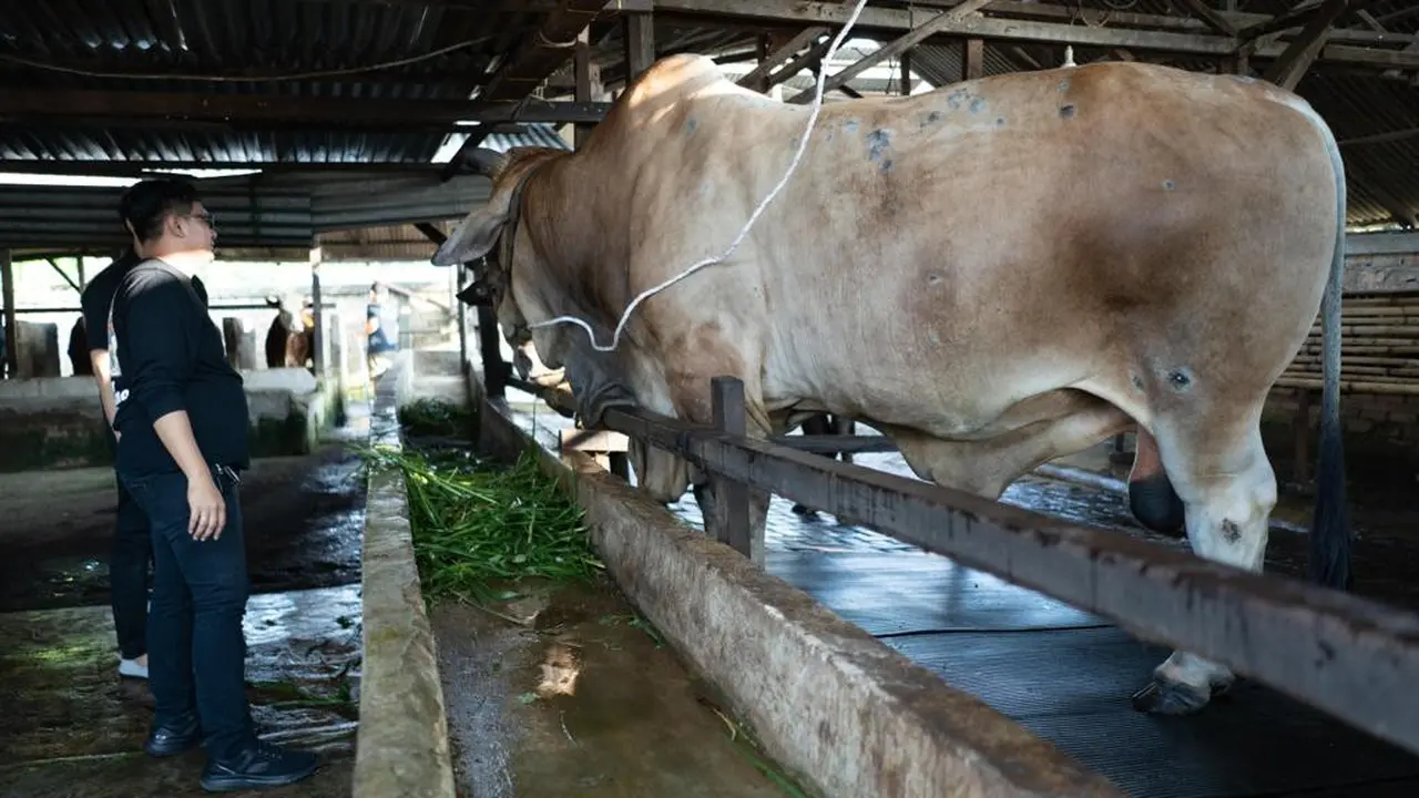 Sapi Bawor