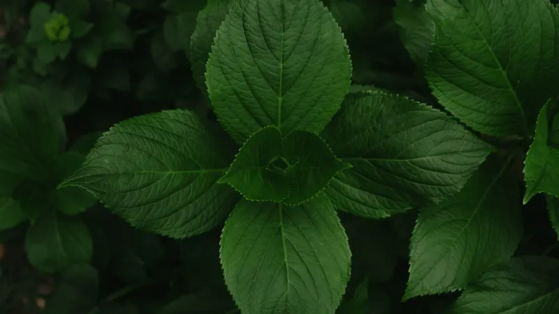 Manfaat daun mint untuk kecantikan kulit