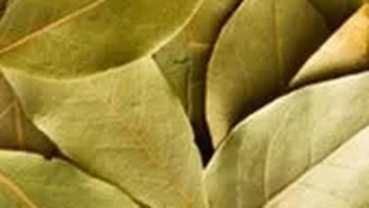 Indonesia kaya akan jenis minuman herbal bermanfaat, salah satunya adalah rebusan daun salam dan jahe. Rempah-rempah ini direbus untuk kemudian diambil airnya dan dikonsumsi. Minuman herbal menyehatkan  dari kombinasi dua bahan ini dipercaya manjur untuk 