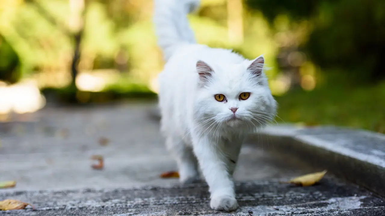 Kucing Persia