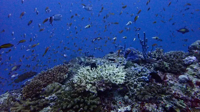 Maldives