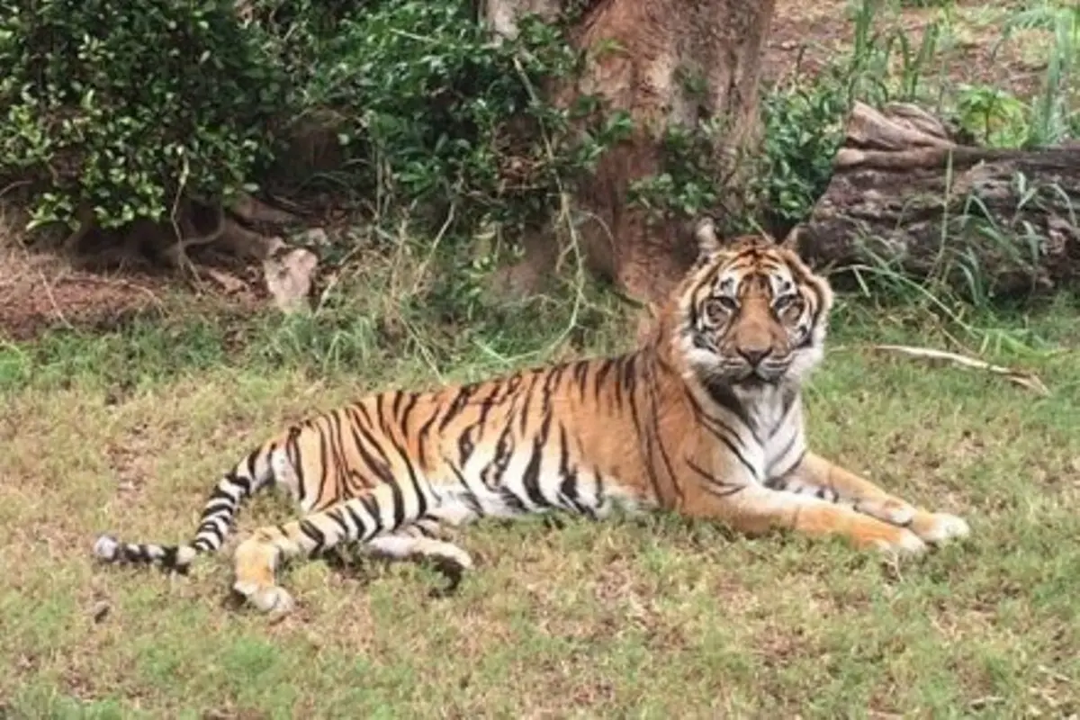 Harimau Sumatera Tertua di Dunia Disuntik Mati AS