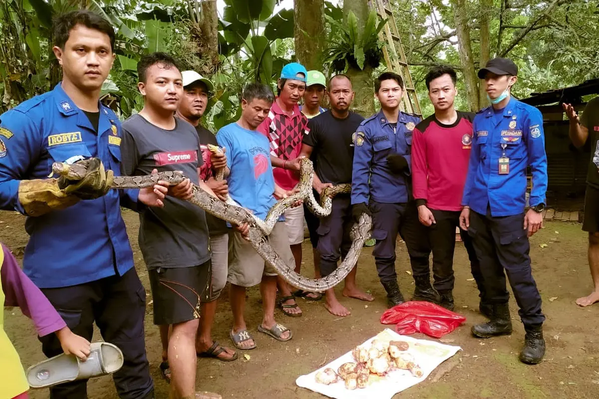 Dua ekor ular sanca sepanjang tiga meter dievakuasi dari permukiman warga di Bojongsari, Depok