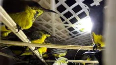 Bagasi Bus Dibuka, Petugas Temukan 991 Burung Kicau