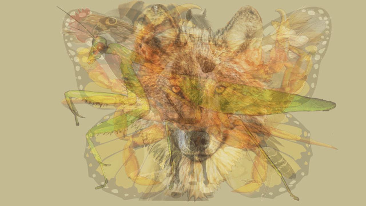 Hewan Pertama yang Kamu Lihat Ungkap Kepribadian Dominanmu