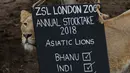 Seekor singa betina berdiri di samping papan penghitungan selama sensus hewan tahunan di London Zoo, 7 Februari 2018. Penghitungan semua binatang ini memerlukan waktu sekitar seminggu dan merupakan persyaratan untuk izin kebun binatang. (AP/Matt Dunham)